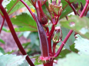 Burgundy Okra Abelmoschus esculentus seed